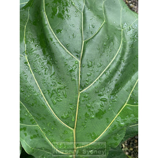 Fiddle Leaf Fig 200Mm Pot Ficus Lyrata Default Type