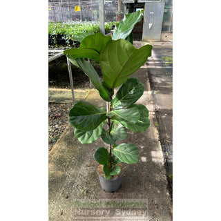 Fiddle Leaf Fig 200Mm Pot Ficus Lyrata Default Type