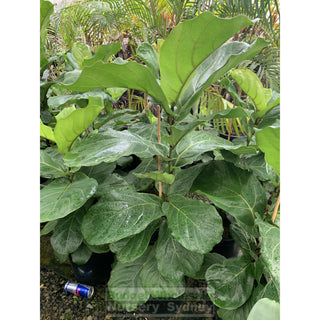 Fiddle Leaf Fig 200Mm Pot Ficus Lyrata Default Type