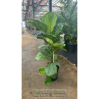 Fiddle Leaf Fig 200Mm Pot Ficus Lyrata Default Type