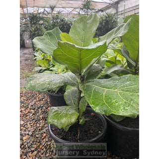 Fiddle Leaf Fig 250Mm Pot Ficus Lyrata Default Type