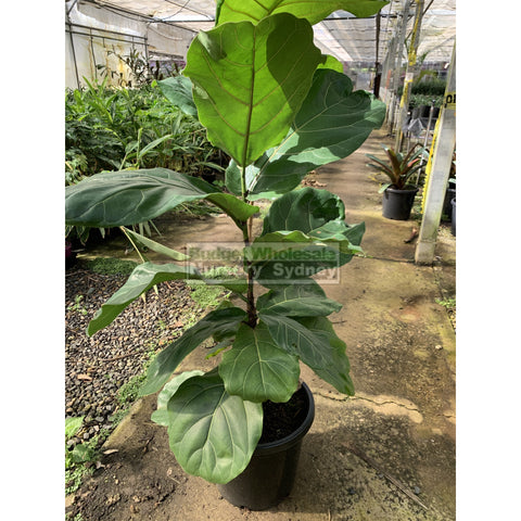 Fiddle Leaf Fig Large 300Mm Pot Ficus Lyrata Default Type