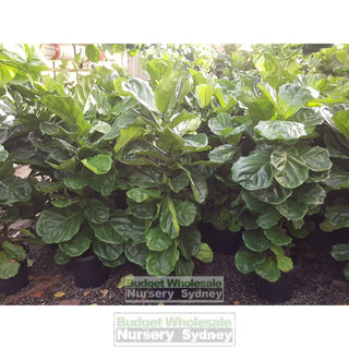 Fiddle Leaf Fig Large 300Mm Pot Ficus Lyrata Default Type