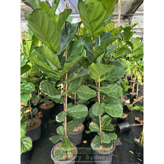 Fiddle Leaf Fig Large 300Mm Pot Ficus Lyrata Default Type