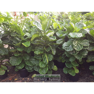 Fiddle Leaf Fig Large 300Mm Pot Ficus Lyrata Default Type