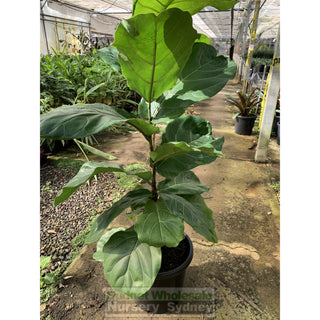Fiddle Leaf Fig Large 300Mm Pot Ficus Lyrata Default Type