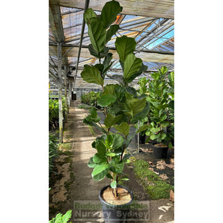 Fiddle Leaf Fig Xlarge 400Mm Pot Ficus Lyrata Default Type
