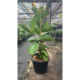 Fiddle Leaf Fig Xlarge 400Mm Pot Ficus Lyrata Default Type