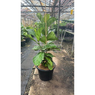 Fiddle Leaf Fig Xlarge 400Mm Pot Ficus Lyrata Default Type