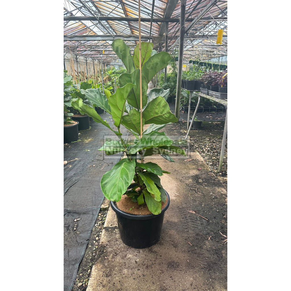 Fiddle Leaf Fig XLarge 400mm Pot Ficus lyrata Budget Wholesale