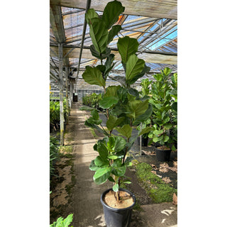 Fiddle Leaf Fig Xlarge 400Mm Pot Ficus Lyrata Default Type