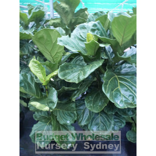 Fiddle Leaf Fig Large 300Mm Pot Ficus Lyrata Default Type