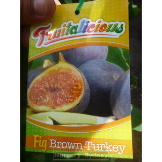 Fig Tree Ficus Carica Brown Turkey 5Ltr Default Type