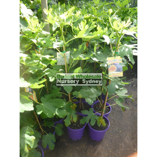 Fig Tree Ficus Carica Brown Turkey 5Ltr Default Type