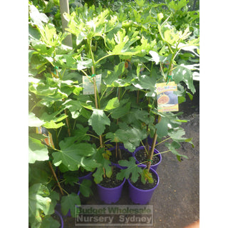 Fig Tree Ficus Carica Brown Turkey 5Ltr Default Type