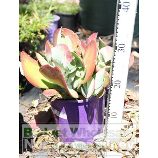 Flapjack Kalanchoe Thyrsiflora 200Mm Pot Plants