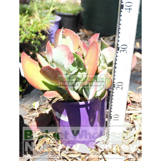 Flapjack Kalanchoe Thyrsiflora 200Mm Pot Plants