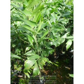 Foxtail Palm 200Mm Pot Wodyetia Bifurcata Default Type