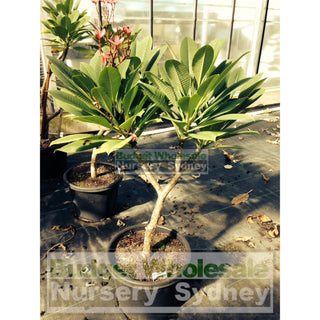 Frangipani 300Mm Pot Plumeria Plants