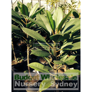 Frangipani 300Mm Pot Plumeria Plants