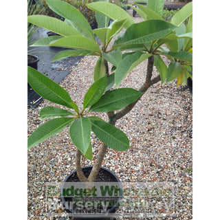 Frangipani 300Mm Pot Plumeria Plants