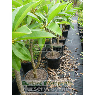 Frangipani 300Mm Pot Plumeria Plants