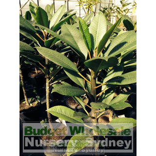 Frangipani 300Mm Pot Plumeria Plants