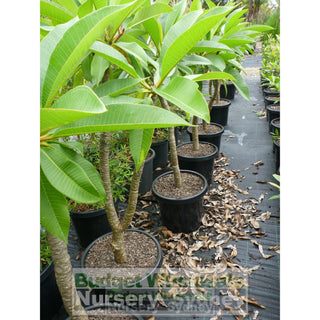 Frangipani 300Mm Pot Plumeria Plants