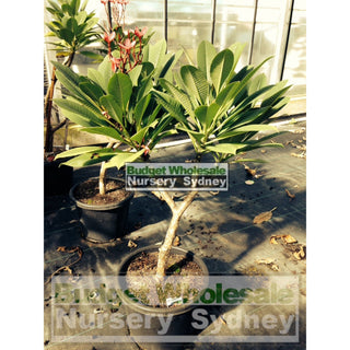 Frangipani 300Mm Pot Plumeria Plants