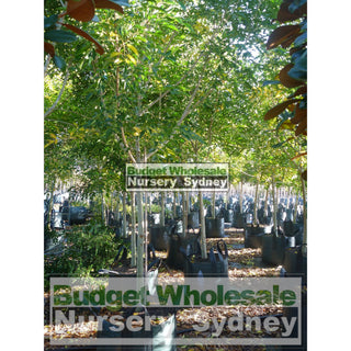 Fraxinus Griffithii 100Lt Plants