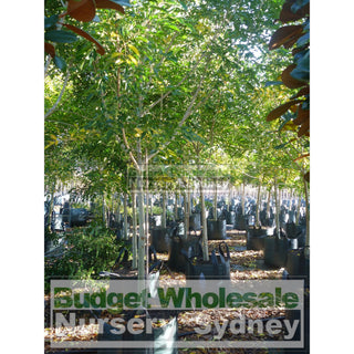 Fraxinus Griffithii 100Lt Plants