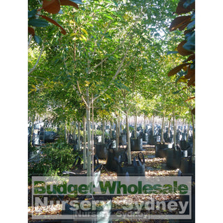 Fraxinus Griffithii 100Lt Plants