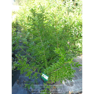 Fraxinus Griffithii 200Mm Pot - Medium Growing Ash Tree Plants