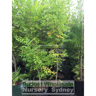 Fraxinus Griffithii Large 300Mm Pot - Medium Growing Ash Tree Plants