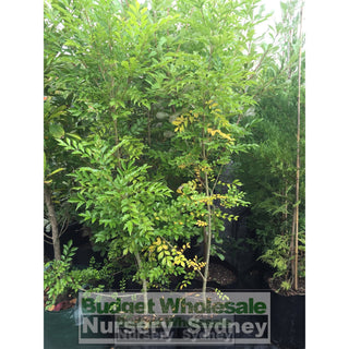 Fraxinus Griffithii Large 300Mm Pot - Medium Growing Ash Tree Plants