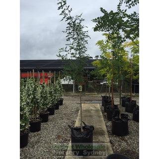 Fraxinus Pennsylvanica 75Lt Default Type