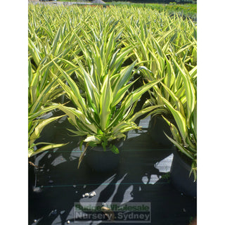 Furcraea Foetida Variegata 300Mm Pot
