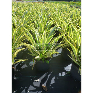 Furcraea Foetida Variegata 300Mm Pot
