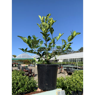 Gardenia Florida 200Mm Pot Plants