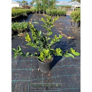 Gardenia Florida 200Mm Pot Plants