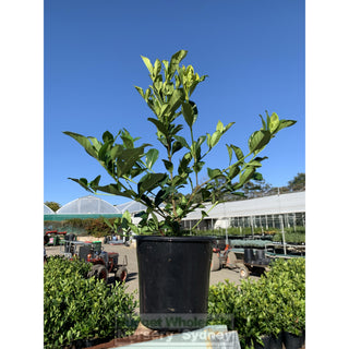 Gardenia Florida 200Mm Pot Plants
