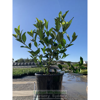 Gardenia Florida 200Mm Pot Plants