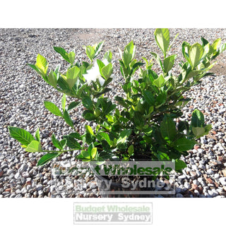 Gardenia Florida 200Mm Pot Plants