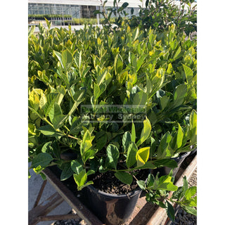 Gardenia Florida 200Mm Pot Plants