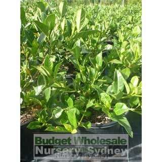 Gardenia Florida 200Mm Pot Plants
