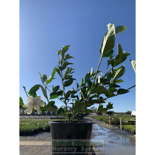 Gardenia Florida 200Mm Pot Plants