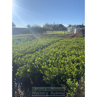 Gardenia Florida 200Mm Pot Plants