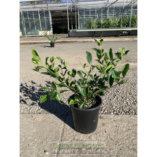 Gardenia Florida 200Mm Pot Plants