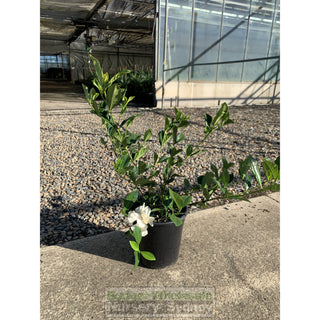 Gardenia Florida 200Mm Pot Plants