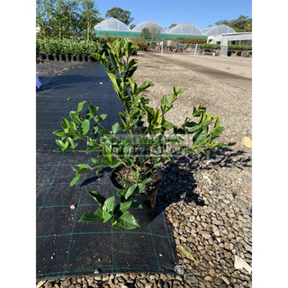 Gardenia Florida 200Mm Pot Plants